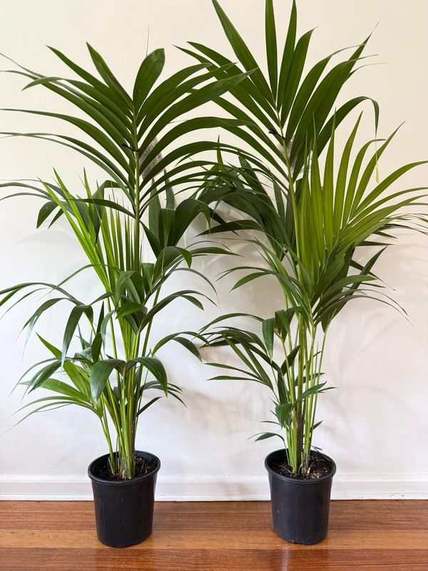 Kentia Palm 200mm