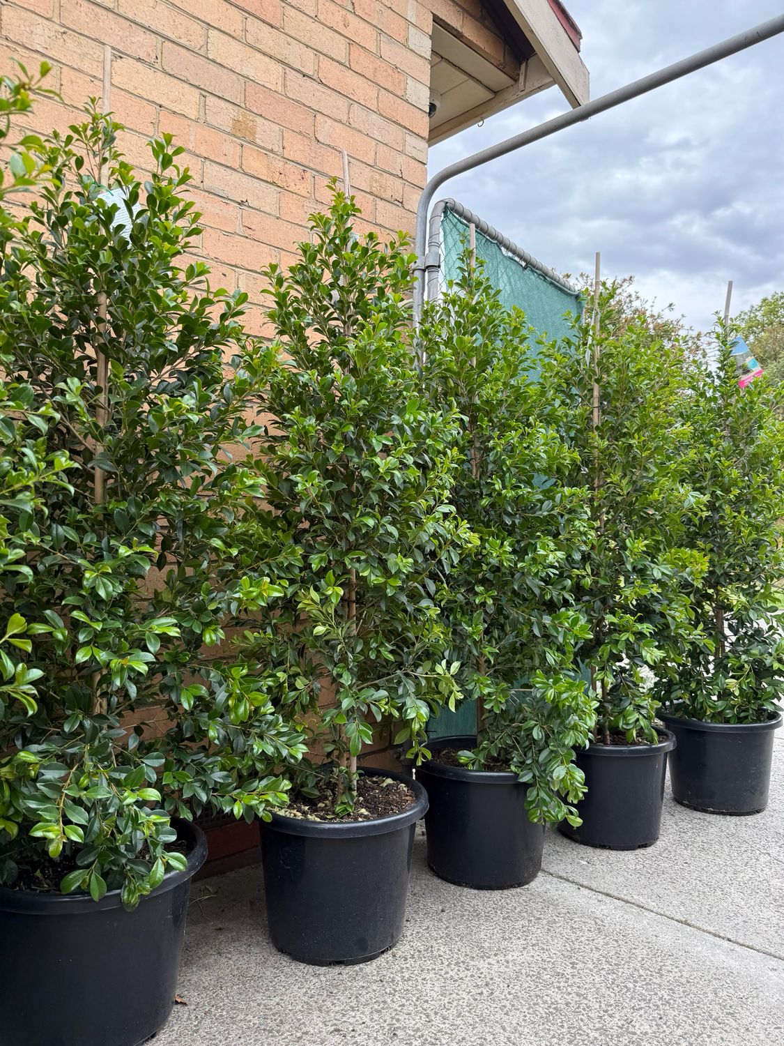 Lilly Pilly Backyard Bliss 400mm