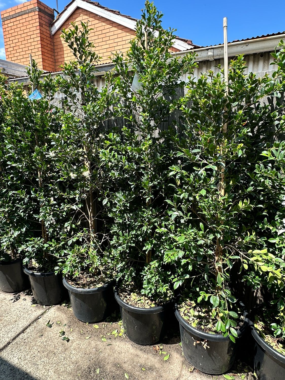 Lilly Pilly Backyard Bliss 400mm