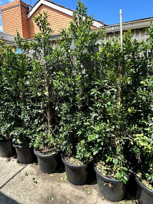 Lilly Pilly Backyard Bliss 400mm