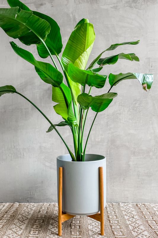 Bird Of Paradise Nicolai 250mm