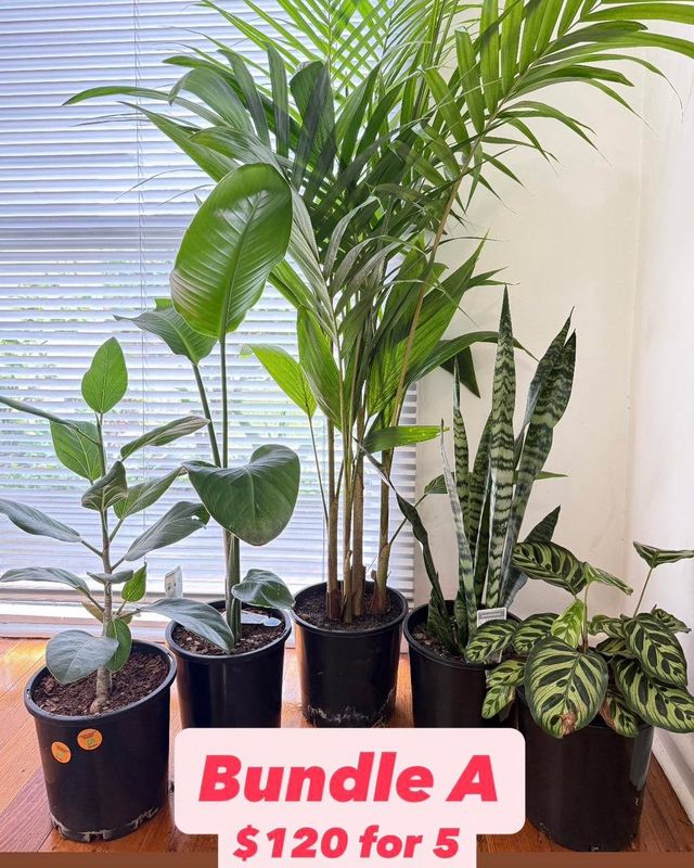 Indoor Plant Bundle $120 For 5 Plants