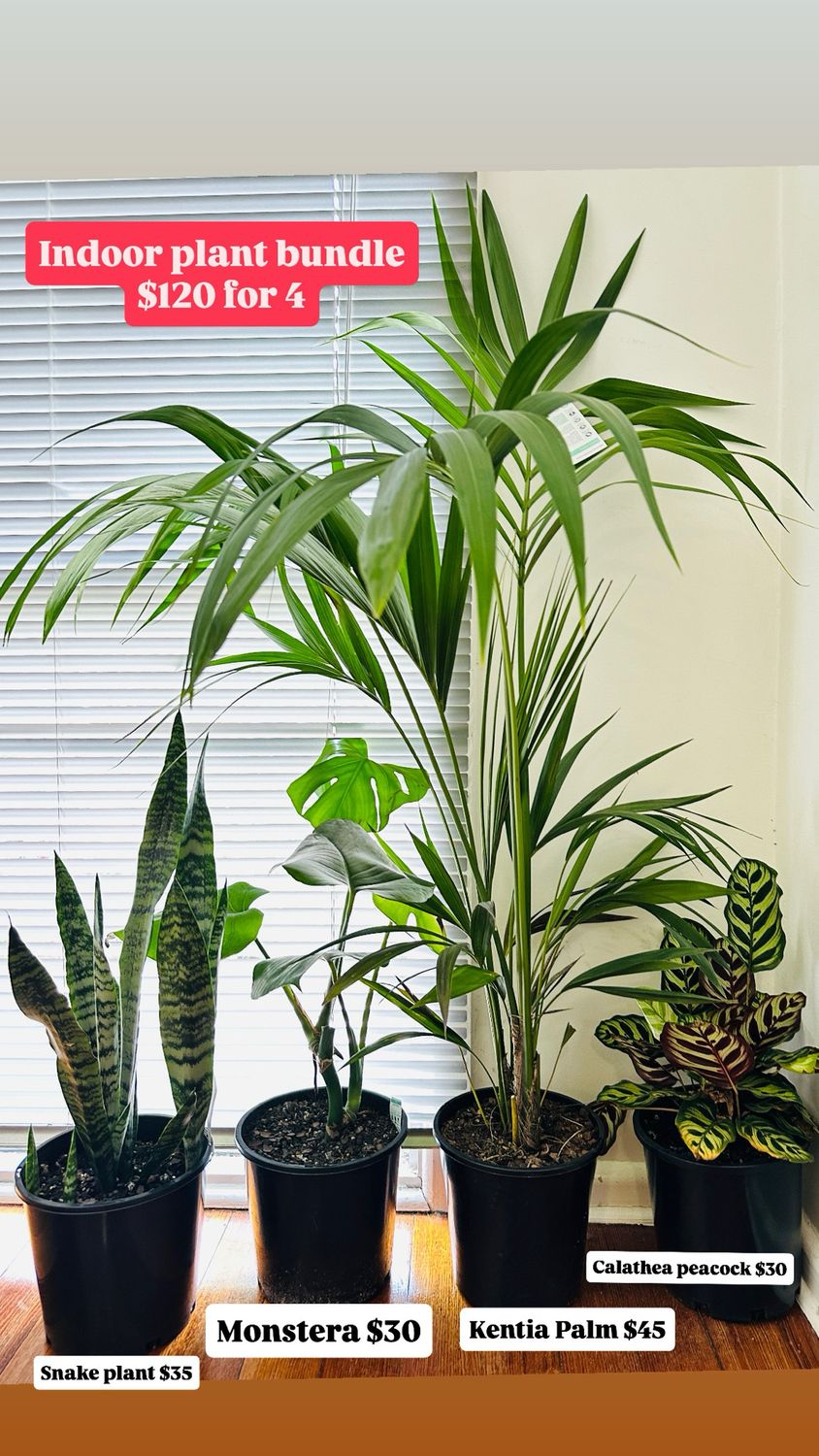 Beginner Indoor Plant Bundle 5 Beginner Indoor Plant Bundle 5