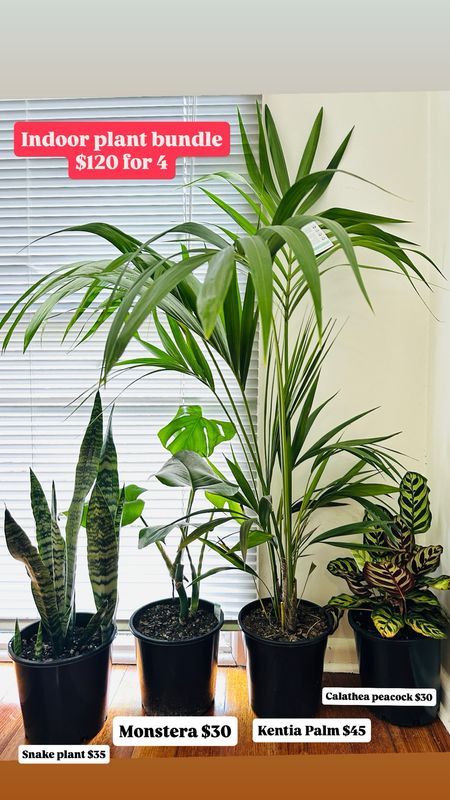 Beginner Indoor Plant Bundle 5