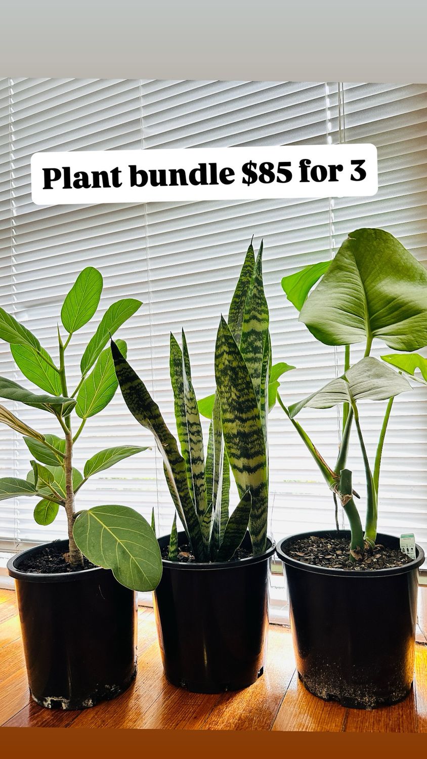 Beginner Indoor Plant Bundle 3