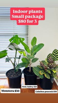 Beginner Indoor Plant Bundle 2