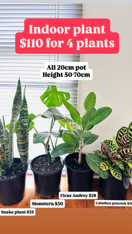 Beginner Indoor Plant Bundle 1