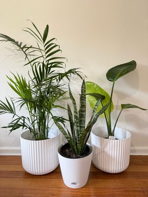 Indoor Plant Bundle $100 For 3
