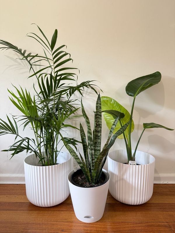 Indoor Plant Bundle $90 For 3