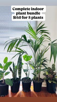 Beginner Indoor Plant Bundle 6