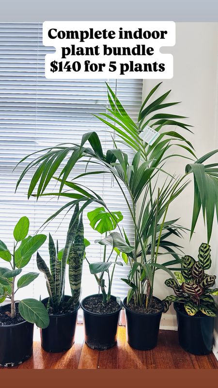 Beginner Indoor Plant Bundle 6
