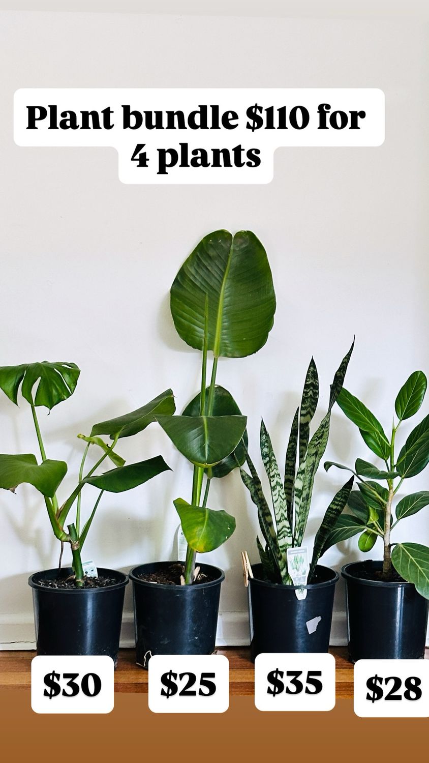 Beginner Indoor Plant Bundle 4 Beginner Indoor Plant Bundle 4