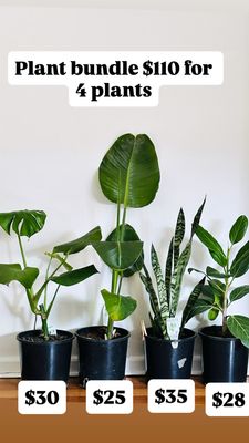 Beginner Indoor Plant Bundle 4