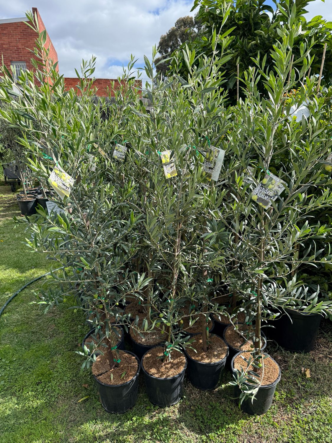 Dwarf Olive (Garden Harvest)
