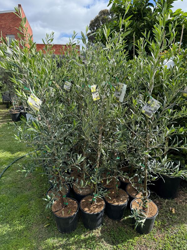 Dwarf Olive (Garden Harvest)