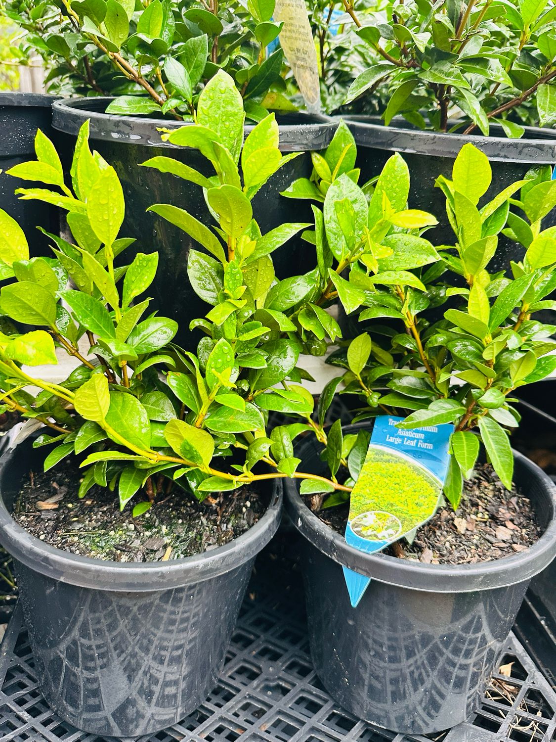 Asiatic Jasmine Ground Cover 200mm