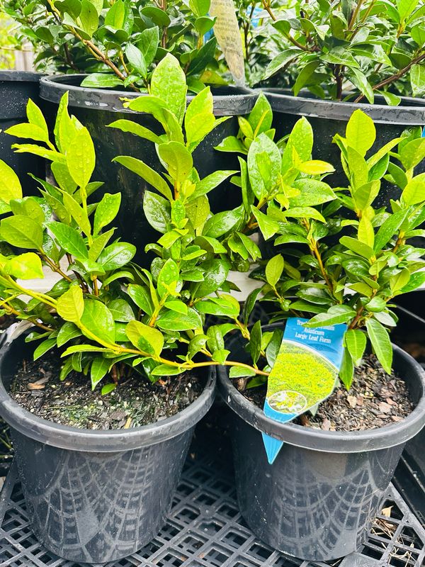 Asiatic Jasmine Ground Cover 200mm