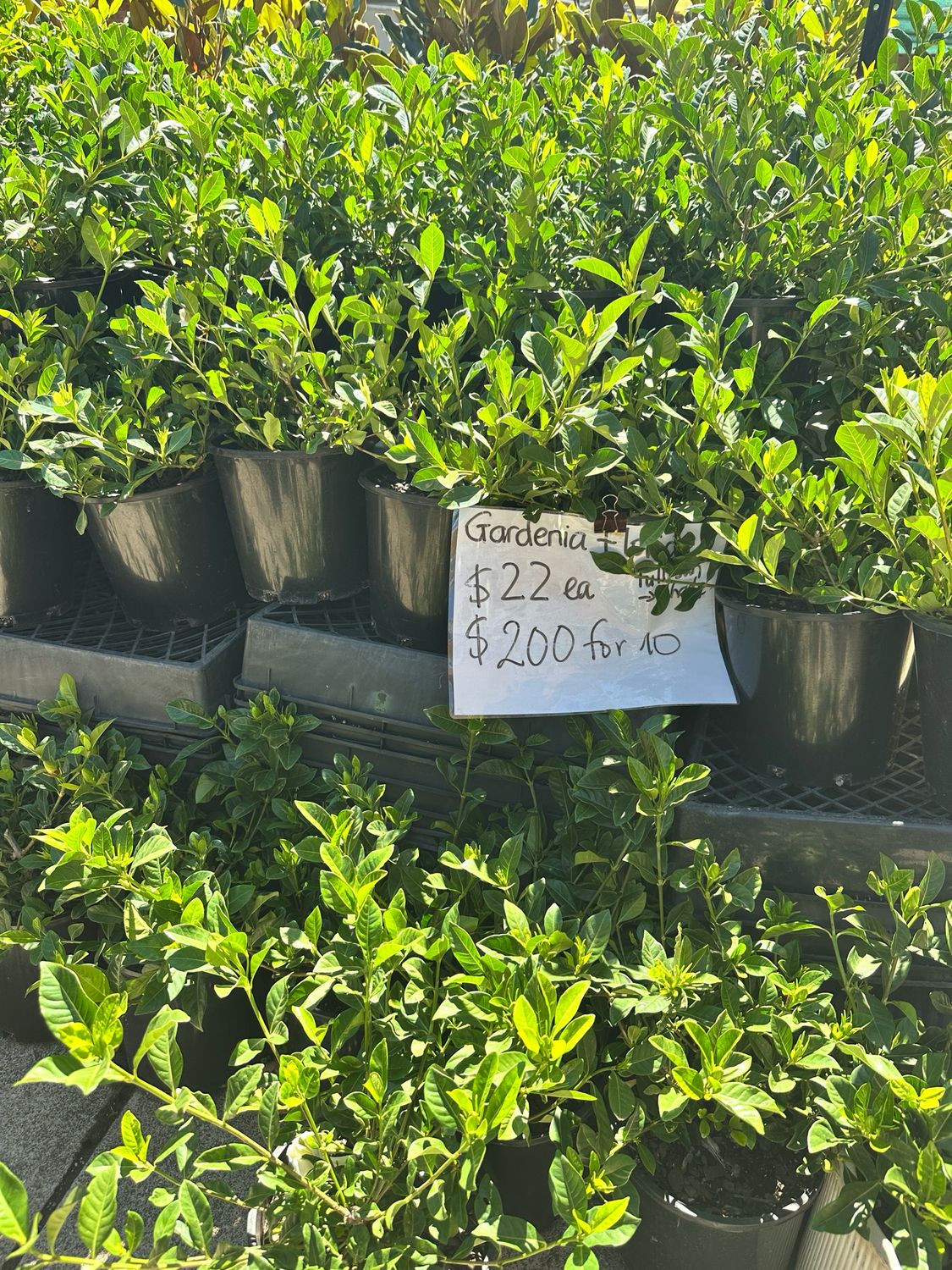 Gardenia Florida And Tinker bell 200mm