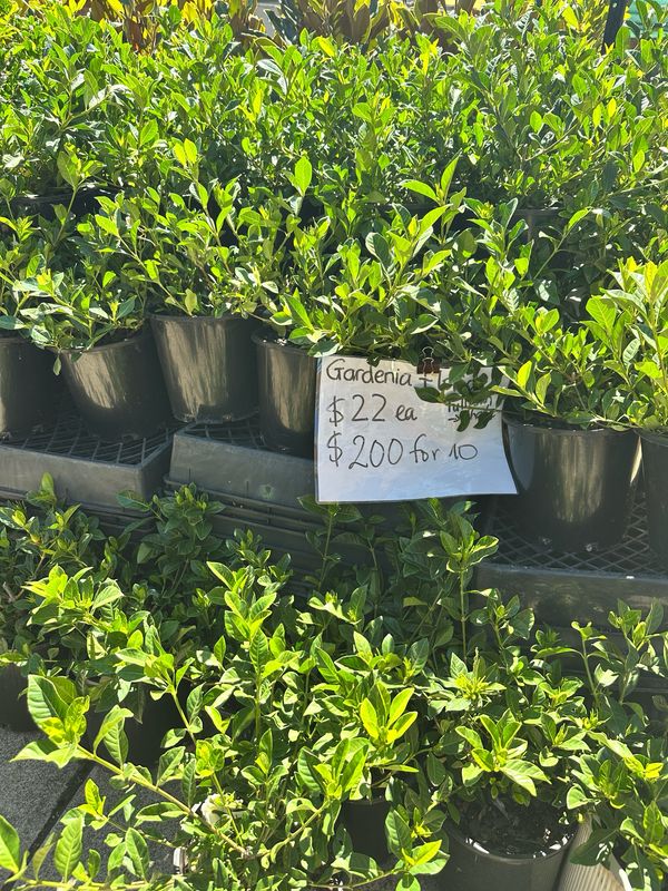 Gardenia Florida And Tinker bell 200mm