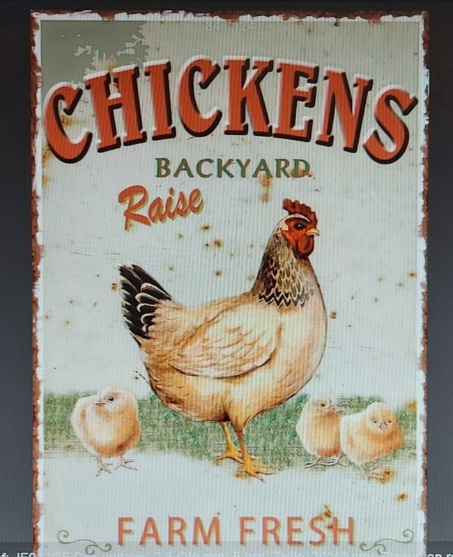 ferme la poule et ses poussins