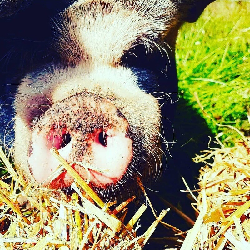 1 Full Year&#39;s Piggy Sponsorship Package! Less than £2 per week!! Includes VIP voucher to meet your sponsored animals!
