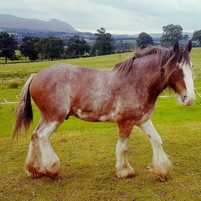 1 Full year&#39;s Horse or Pony Sponsorship Package! Support your favourite pair for less than £2 per week!! Including a VIP voucher to meet your sponsored animals!