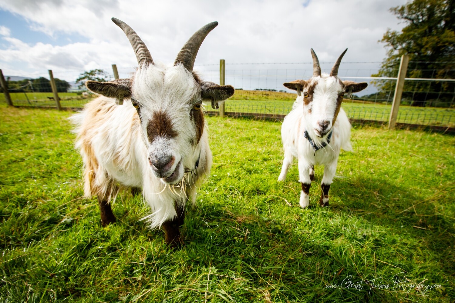 1 Full year's Goat Sponsorship Package!! Less than £1 per week! Including a VIP voucher to meet your sponsored animals!