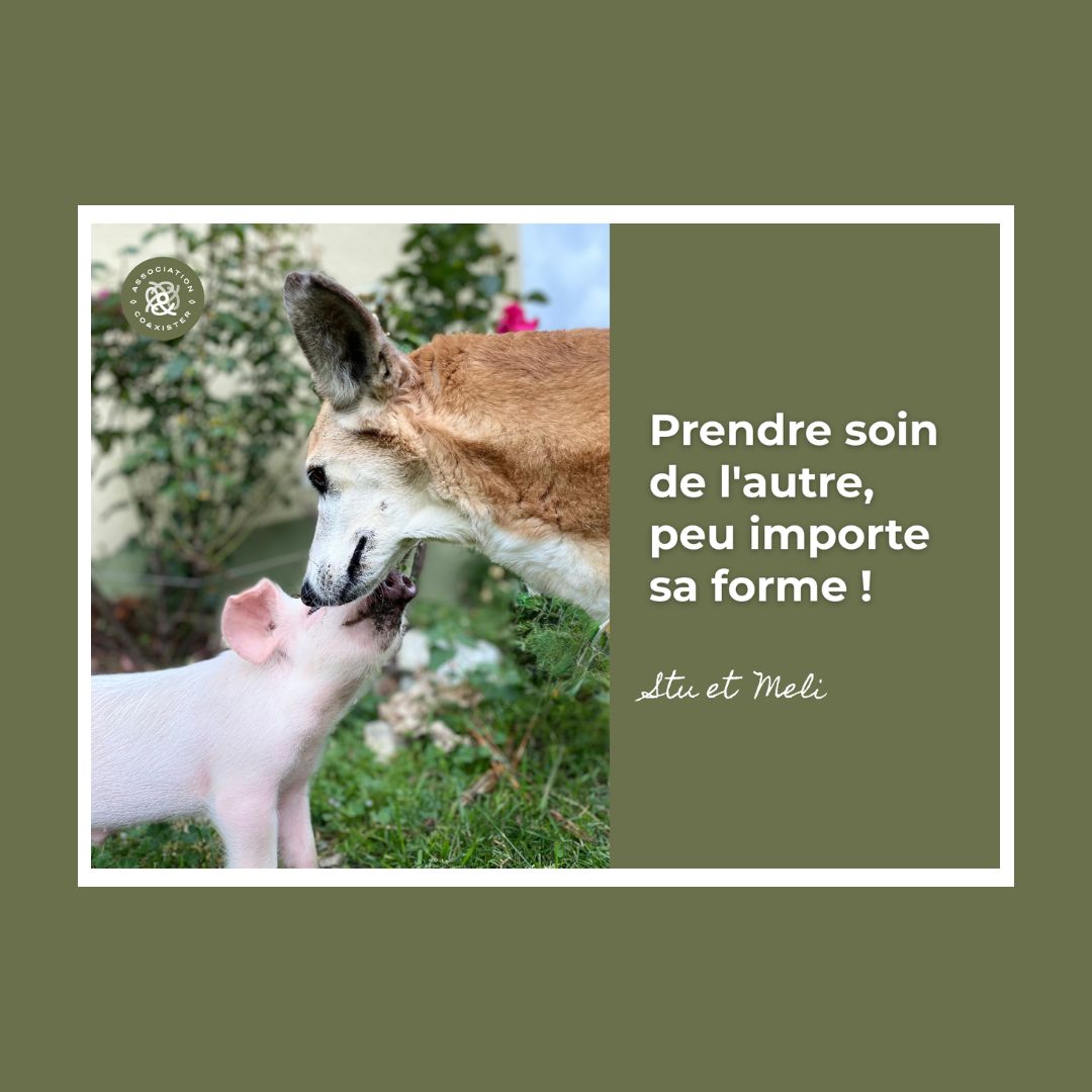 Lot de 8 cartes postales