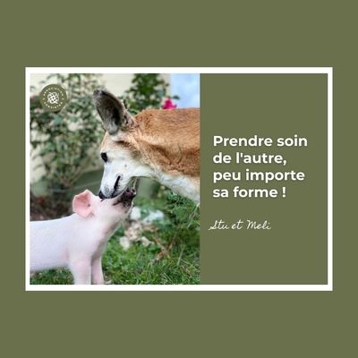 Lot de 8 cartes postales