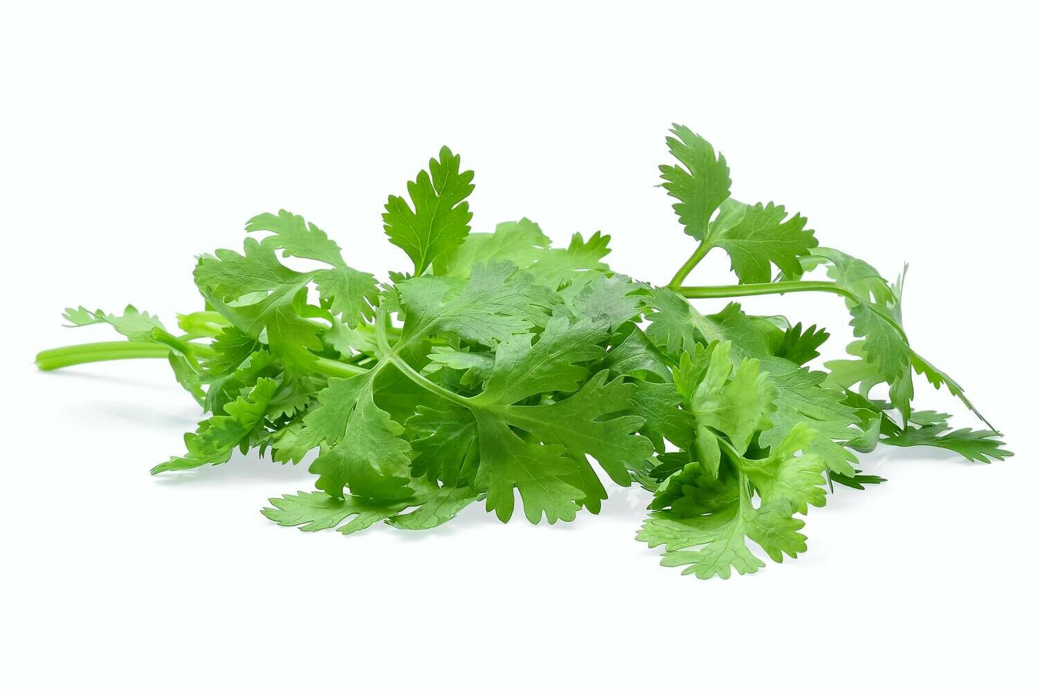 Coriander 100g