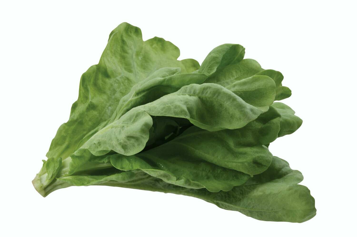 Spinach Bundle