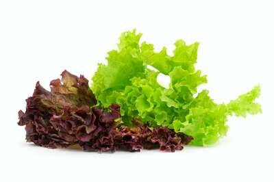Fancy Lettuce 200g