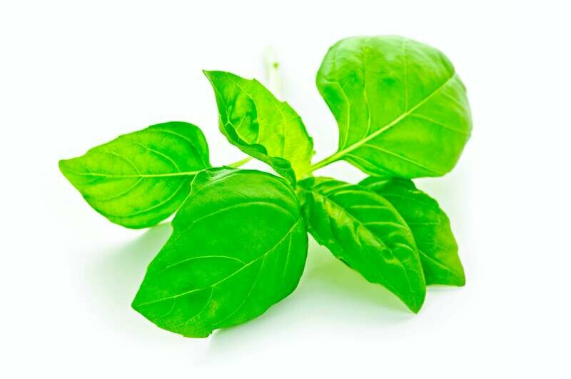 Basil 100g