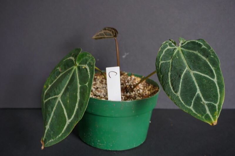 The Plant Cult