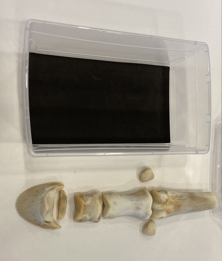 Hoof bones