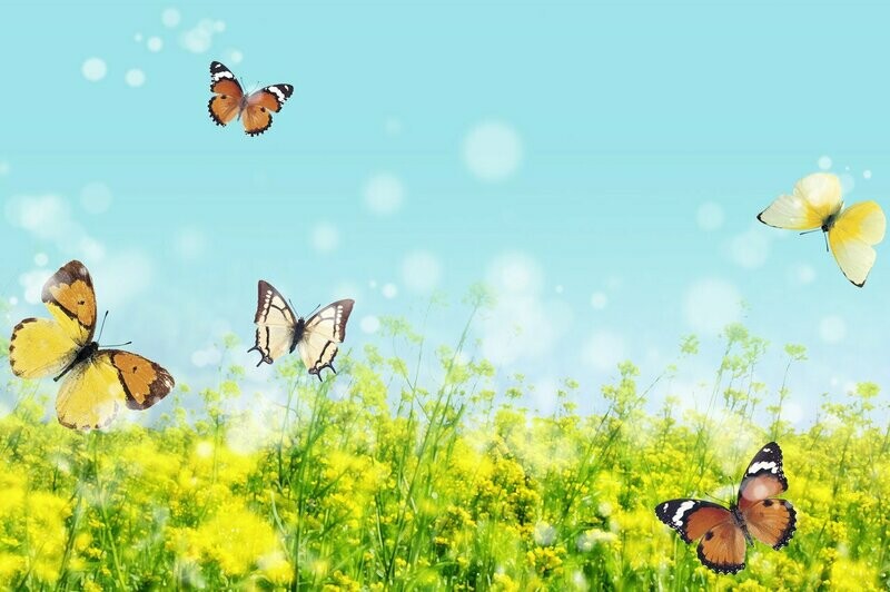 Pack BASIC "Transfórmate en 4 semanas"