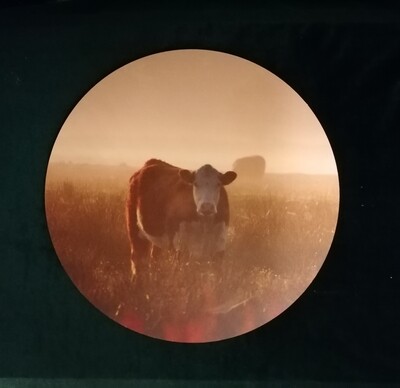 Wooncirkel koe 30 cm