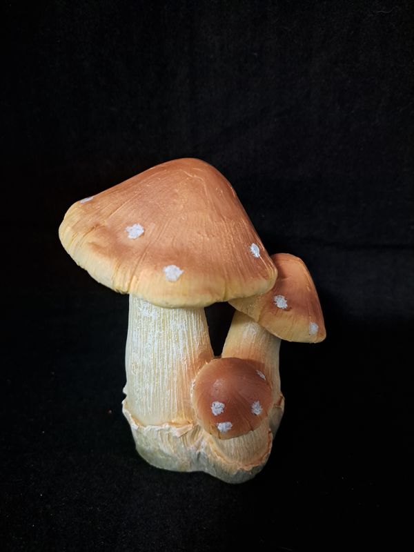 Groepje paddenstoelen