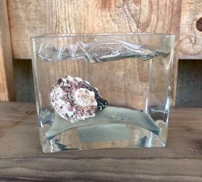 Candele conchiglia ( + modelli)