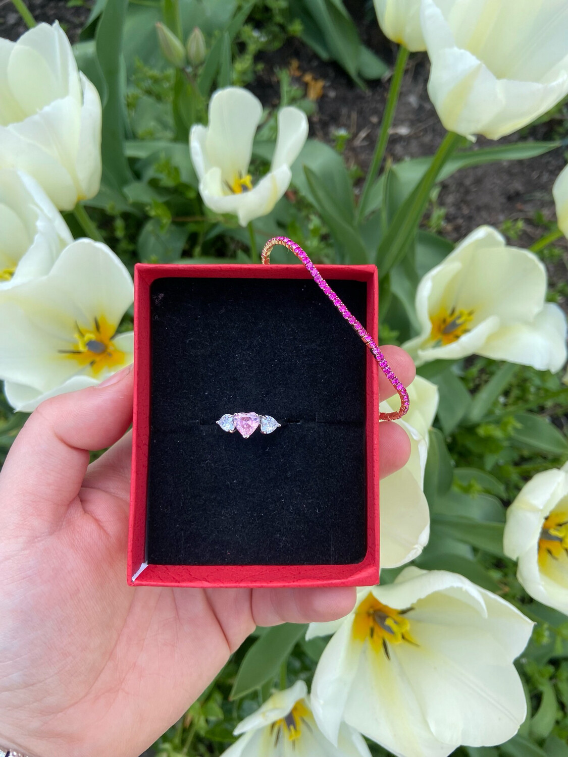 Box tulipani 🌷