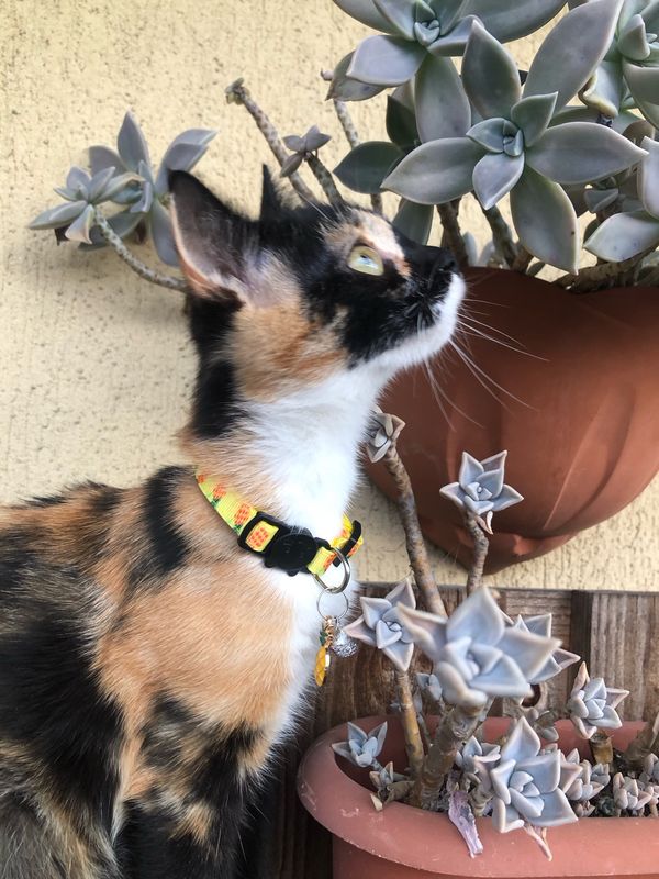 Collare gatto Anas 🍍