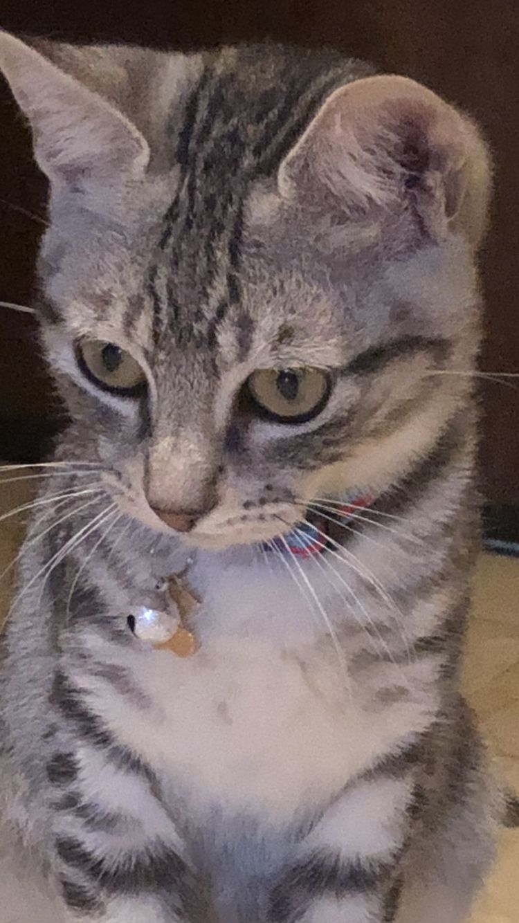Collare gatto ciliegie 🍒