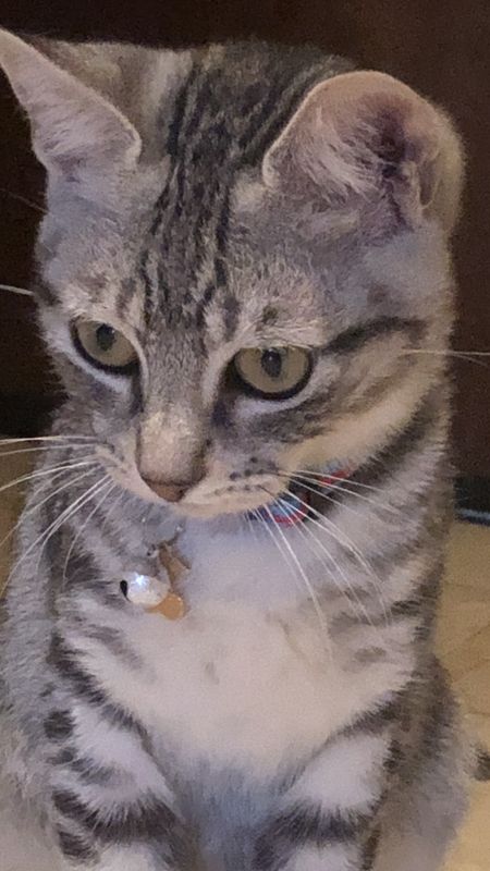 Collare gatto ciliegie 🍒