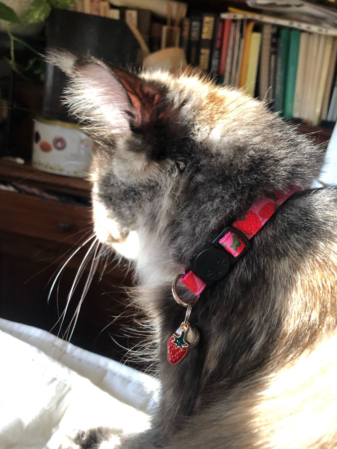 Collare gatto fragola 🍓