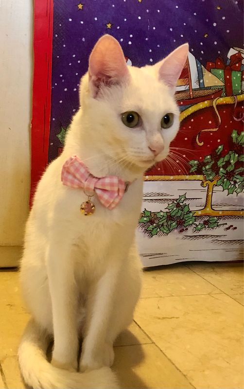 Collare gatto fiocco rosa e bianco🎀