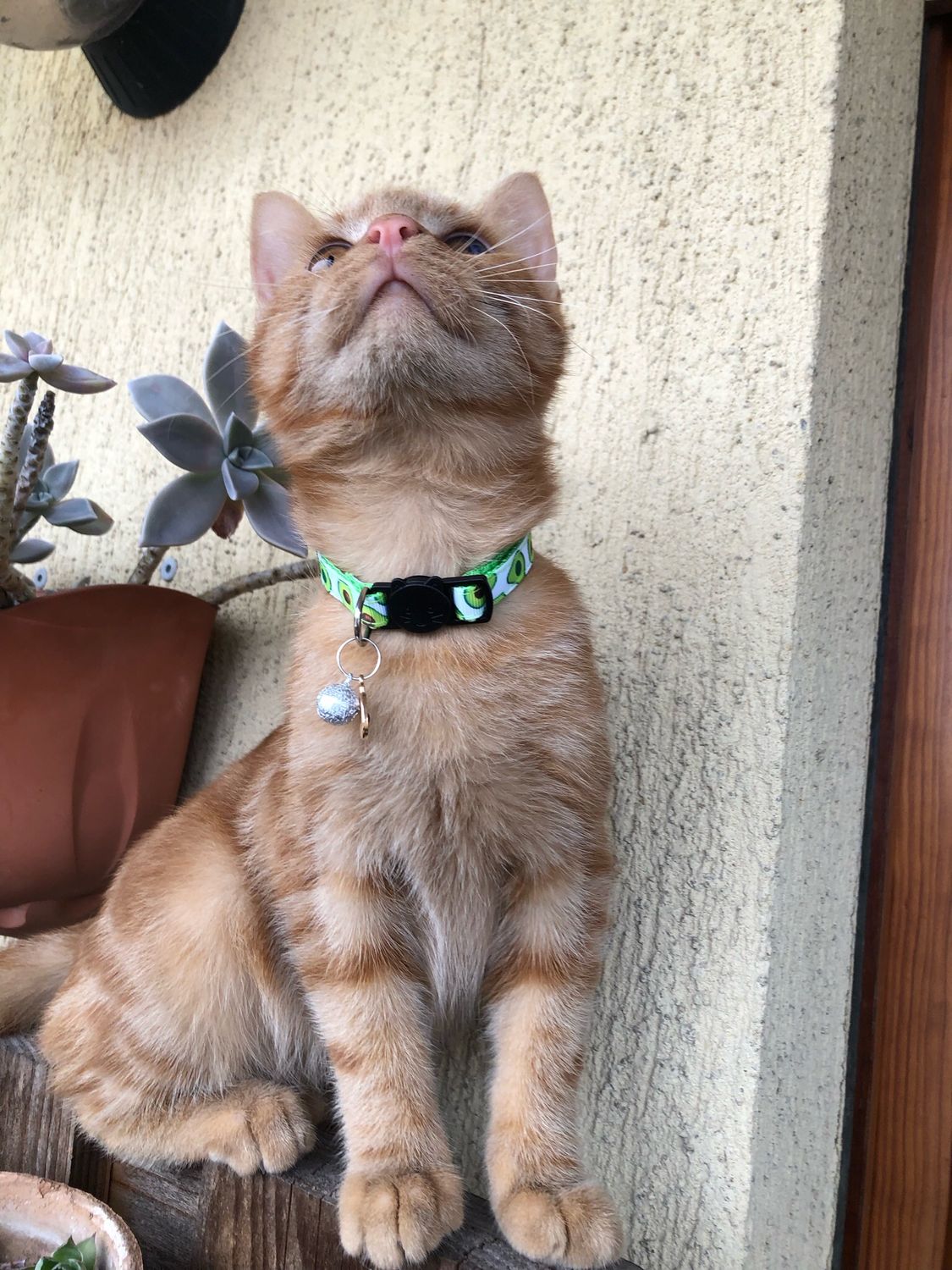 Collare gatto Avocado 🥑