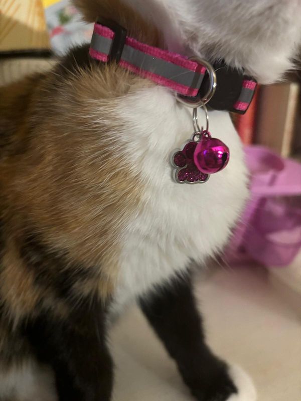 Collare gatto Fucsia Zampa🐾🩷