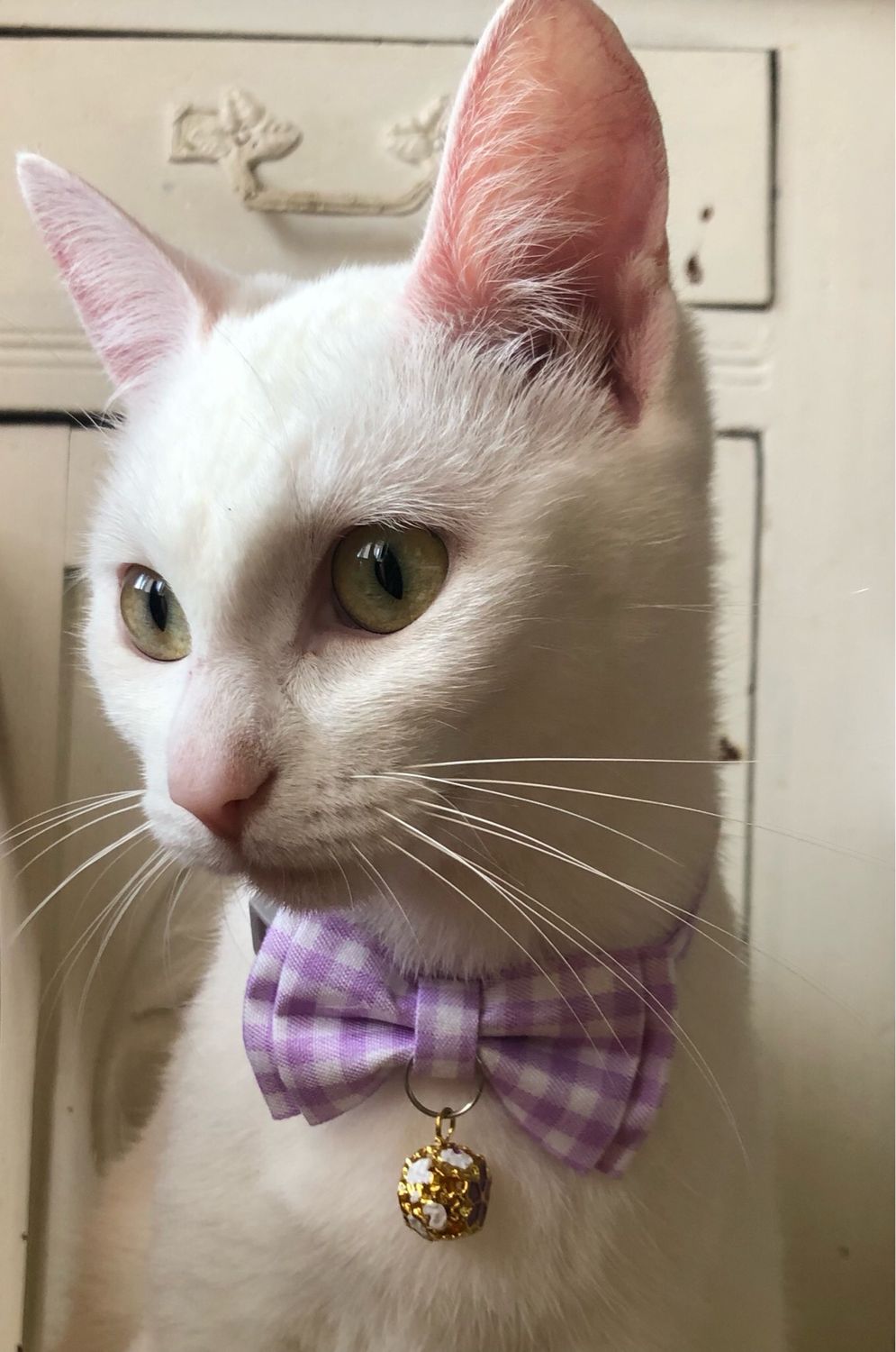 Collare gatto fiocco lilla e bianco 🎀
