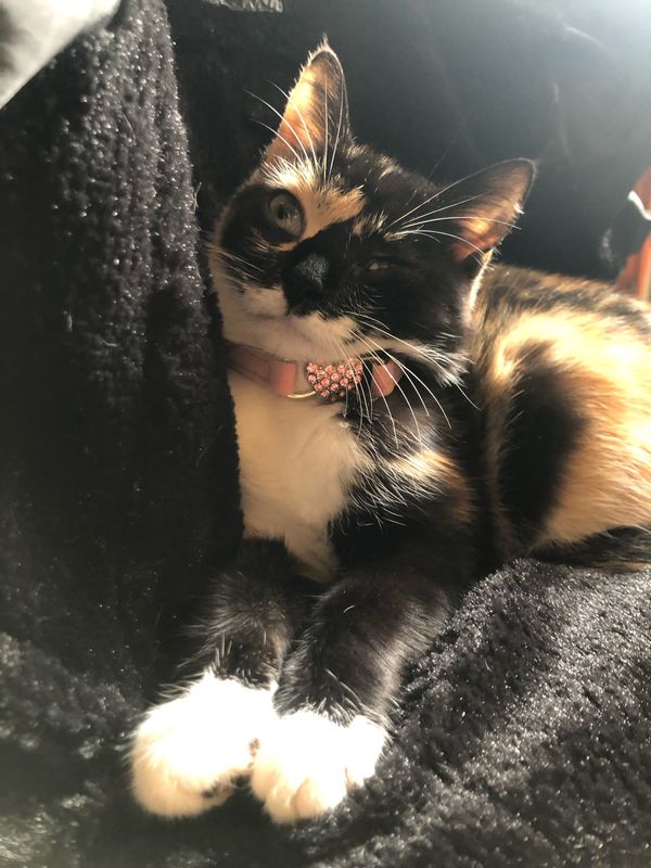 Collare gatto cuore strass rosa