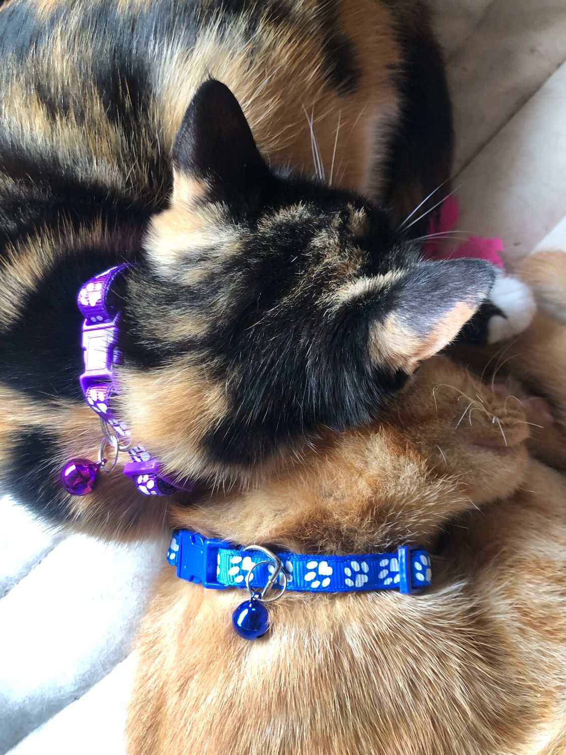 Collare gatto/cagnolino viola zampette 🟣 🐾
